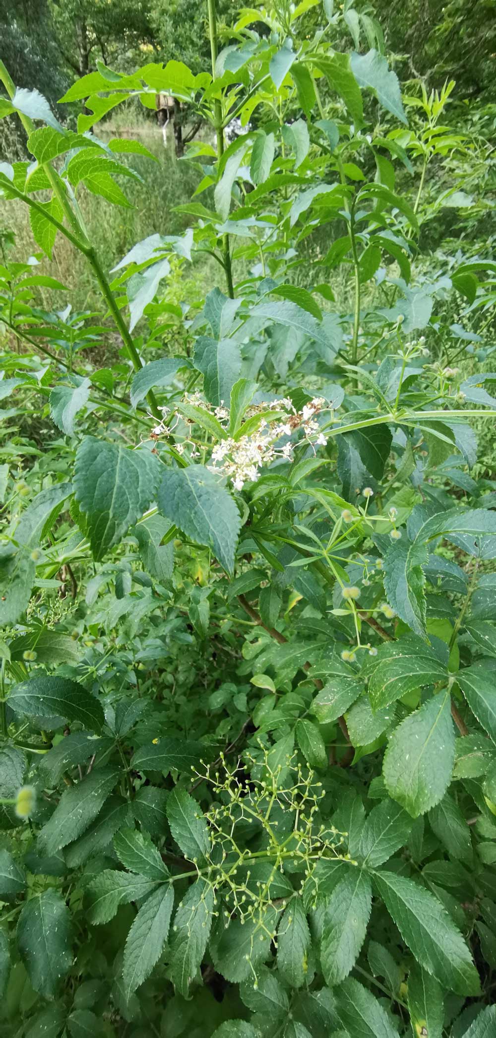 Elderberry | ReWild! Nature restore project Elderberry | ReWild! Nature restore project