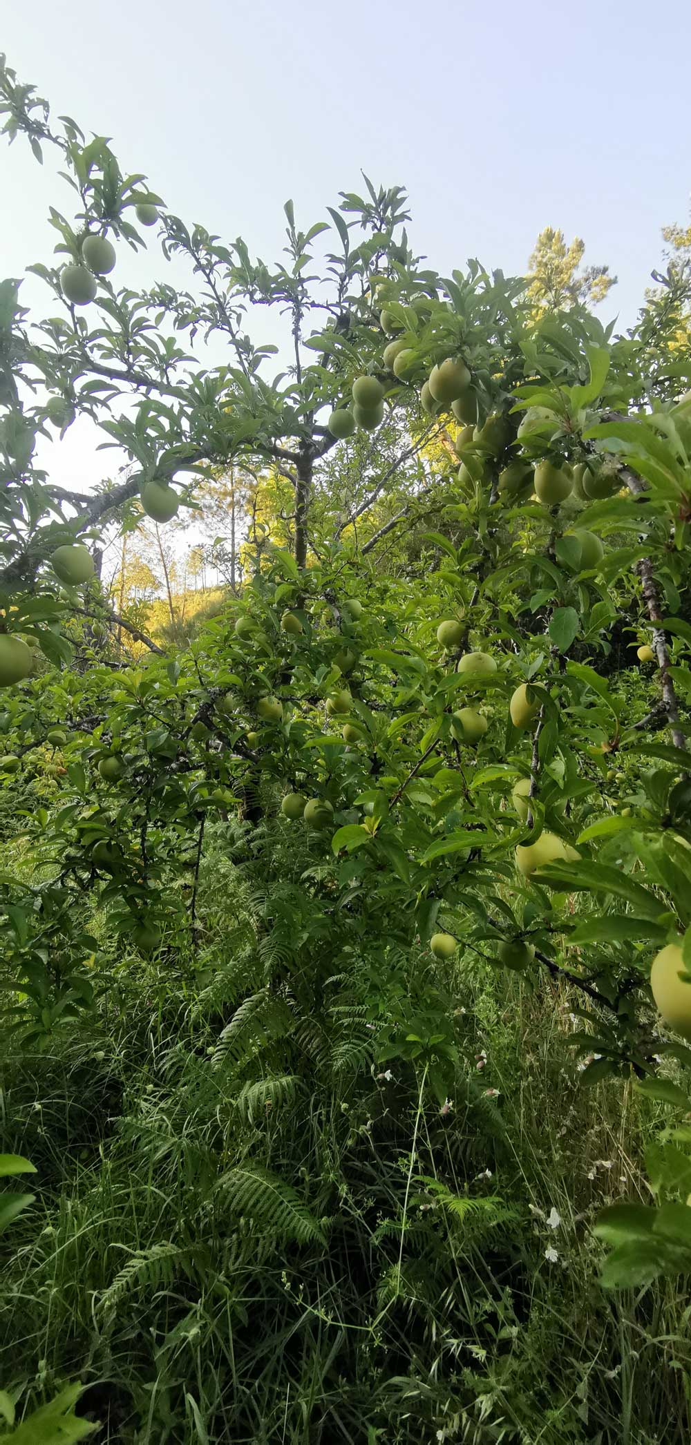 Fruittree with plenty of fruits-Wildlands | ReWild! Nature restore project Fruittree with plenty of fruits-Wildlands | ReWild! Nature restore project
